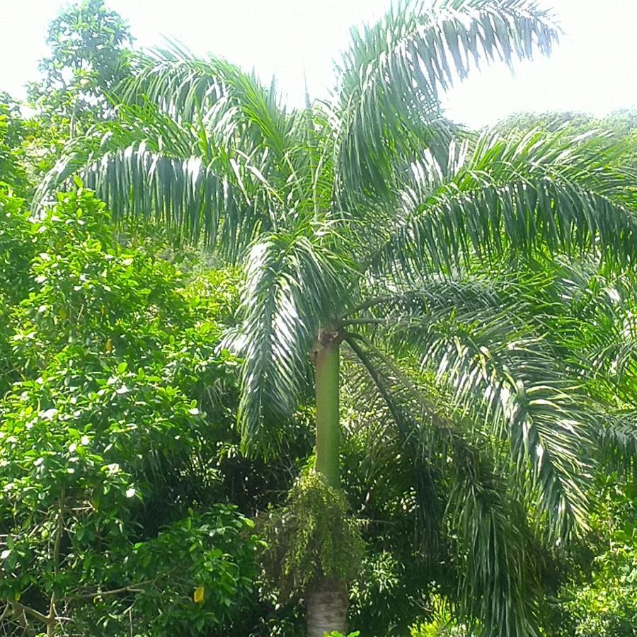 Tha Lagoon Spot Port Antonio Buitenkant foto